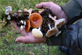 Une sélection de champignons trouvés lors d'une étude sur la biodiversité près de Port Angeles, le 17 octobre 2024 dans l'Etat de Washington