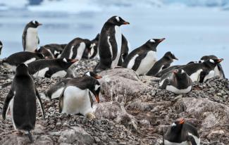 Des manchots papous dans la baie du Paradis du détroit de Gerlache, qui sépare l'archipel Palmer de la péninsule antarctique, le 20 janvier 2024