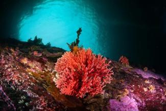 Photo diffusée par l'organisation Rewilding Chile le 6 juin 2024 d'un corail rouge Errina Antarctica observé dans le détroit de Magellan, au Chili, le 28 août 2023