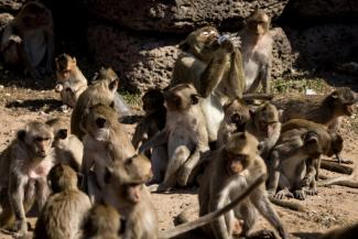 L'observation a exclu que cet isolement soit le fruit d'une ségrégation spatiale, puisque même âgées les macaques maintiennent une proximité physique avec leurs congénères