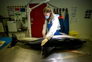 Une vétérinaire effectue des mesures avant l'autopsie d'un dauphin mort à l'observatoire Pelagis de l'Université de La Rochelle, le 22 janvier 2025 en Charente-Maritime