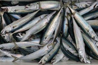 Des maquereaux issus de la pêche à Brest, le 11 décembre 2025