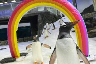 Une photo non datée fournie le 22 août 2024 montre le manchot Sphen (d) au Sea life Aquarium de Sydney