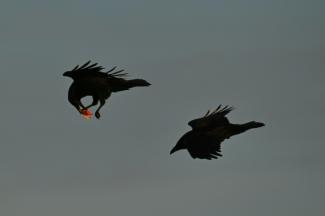 Deux corbeaux dont un transportant de la nourriture, près de Nuuk au Groenland, le 28 janvier 2026