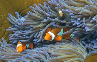 Steigende Meerestemperaturen sind die Initialzündung für die Ausdehnung des Great Barrier Reefs vor Australien vor rund 700.000 Jahren gewesen. Das fand ein internationales Forscherteam unter Leitung der Christian-Albrechts-Universität Kiel heraus.