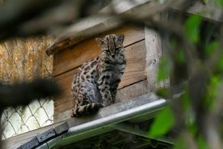 Un chat tigre Tilcayo (Leopardus tilcayo) au sanctuaire de la faune sauvage de Senda Verde, en Bolivie, le 22 septembre 2026