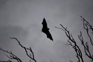Europas größte Fledermaus jagt und frisst auch Singvögel in der Luft. Senderdaten zeigen, dass Riesenabendsegler Vögel mehr als einen Kilometer über dem Boden fangen und verzehren, ohne zu landen.