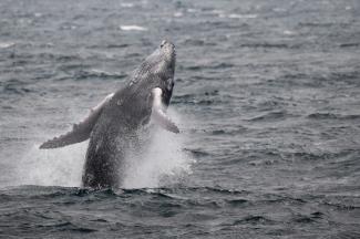 Une baleine à bosse saute au large de l'archipel des Saintes en Guadeloupe dans les Antilles françaises, le 13 mai 2022