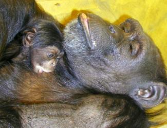 La chimpanzée prodige Ai, morte à 49 ans, apparaît sur cette photo diffusée 1er mai 2000 par l’Institut de recherche sur les primates de l’université de Kyoto (Japon), en train d'allaiter son premier bébé, Ayumu, à Inuyama