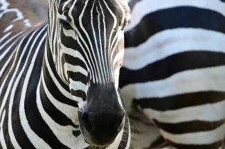 Forschende der Universität Stuttgart haben einen neuen KI-Algorithmus zur Fellmustererkennung bei Wildtieren wie Giraffen und Zebras entwickelt. Er kann Aufnahmen aus Drohnen und Tierkameras analysieren und Individuen schnell identifizieren.