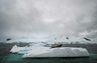 Le continent de glace de 14 millions de km2 - plus grand que l'Europe - est protégé par le traité sur l'Antarctique, signé en 1959
