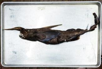 Un spécimen d'une espèce de requin fantôme découverte au large du Costa Rica, présentée à musée de zoologie à San Jose, le 3 juillet 2026