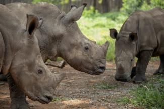 De jeunes rhinocéros orphelins dans une réserve de la province cu Limpopo, en Afrique du Sud, le 9 janvier 2021