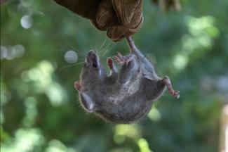Die argentinischen Behörden haben angesichts des tödlichen Hantavirus-Ausbruchs auf einem aus Argentinien aufgebrochenen Kreuzfahrtschiffs die Entsendung von Experten nach Ushuaia im Süden des Landes zur Untersuchung von Nagetieren angekündigt.
