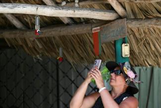 Une touriste photographie un oiseau-mouche (Mellisuga Helenae) à la "Maison des colibris", à Palpite, dans le sud-ouest de Cuba, le 5 juillet 2024