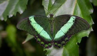 Un papillon à l'Insectarium de Montréal, au Québec, le 1er octobre 2024