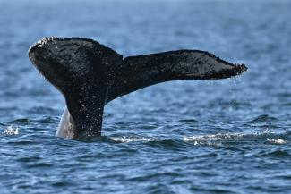 La nageoire caudale d'une baleine à bosse photographiée à Niterói dans l'état de Rio de Janeiro au Brésil le 20 juin 2024