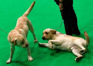 Des labradors retrievers lors d'un concours canin, le 13 mars 2022 à Birmingham (Royaume-Uni)