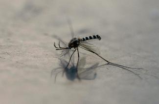 Un moustique Aedes aegypti à Mexico, le 2 décembre 2024