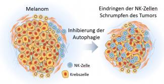 mélanome et cellules NK