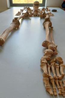 Un squelette reconstitué découvert sur un site de fouilles archéologiques à Dijon, le 17 mars 2026 en Côte d'Or