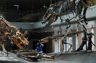 Des squelettes de tyrannosaure bébé (au centre), juvénile (à gauche), et jeune adulte (à droite) exposées au musée d'histoire naturelle de Los Angeles, en Californie, le 7 juillet 2011