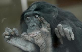 Un bonobo au zoo de Wilhelma à Stuttgart, en Allemagne,le 23 avril 2013