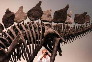 Le squelette d'un stegosaure vieux de 150 millions d'années exposé dans les locaux de Sotheby's, le 10 juillet 2024 à New York, avant sa vente aux enchères