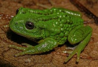 Photographie fournie aux médias, prise et diffusée par l'Institut Ceja de Selva pour la recherche sur le développement durable, montrant une Gastrotheca mittaliiti, une nouvelle espèce de grenouille découverte dans l'Amazonie péruvienne