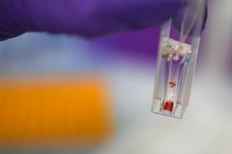 Un échantillon d'hémoglobine de ver arenicole dans un laboratoire de Morlaix, le 25 mai 2022 dans le Finistère