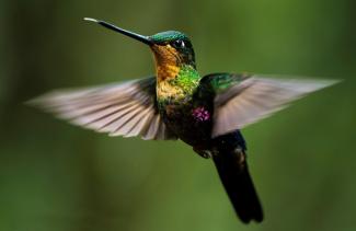 Steigende Temperaturen und Hitzewellen bewirken Wissenschaftlern zufolge das Sterben tropischer Vögel. Die Erderwärmung ist demnach zwischen 1950 und 2020 für einen Rückgang der Bestände tropischer Vögel um 25 bis 38 Prozent verantwortlich.