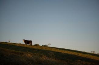 Une vache sur une colline du Texas, le 9 octobre 2021