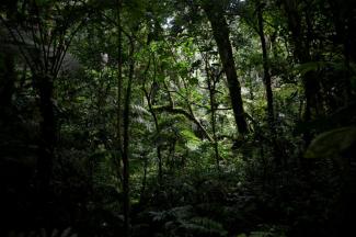 Les concentrations d'ozone vont continuer à augmenter dans les tropiques, mettant également en garde sur les risques pour les projets de reforestation dans ces régions