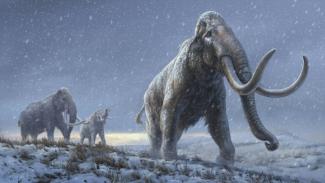 Aus den Zähnen von Mammuts aus dem sibirischen Permafrost haben Forscher die ältesten DNA-Spuren gewonnen, die der Wissenschaft jemals zur Verfügung standen.
