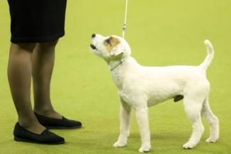 Des chercheurs, après étude, ont conclu qu'un chien suit le regard de son maître pour comprendre son intention