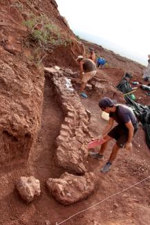 Des fossiles vieux de 98 millions d'années ont été découverts, dans la formation de Candeleros dans la vallée de la rivière Neuquen, dans le sud-ouest de l'Argentine, le 20 janvier 2021 (photo de l'Agence de sensibilisation scientifique CTyS-UNLaM)