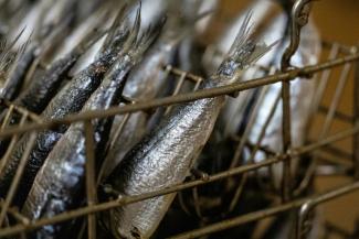 Des sardines à la conserverie Chancerelle de Douarnenez dans le Finistère, le 17 avril 2025