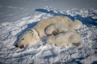 Une ourse polaire anesthésiée et équipée d'un collier GPS, et ses deux oursons, dans l'est du Spitzberg, dans l'archipel du Svalbard, le 6 avril 2025