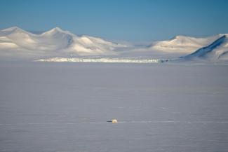 Un ours polaire à Longyearbyen, en Norvège, le 6 avril 2025