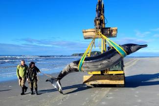 Photo diffusée par le ministère néo-zélandaisde la Conservation, montrant le cadavre d'une baleine à bec retirée de la plage, le 5 juillet 2024 près de Taieri Mouth, en Nouvelle-Zélande