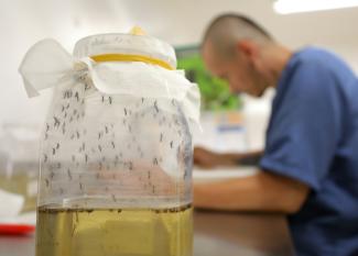 Un technicien du laboratoire de Medellin du World Mosquito Program (WMP), en Colombie, le 4 juin 2024