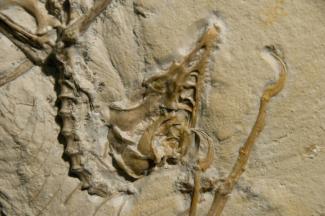 Image d'un fossile d'Archaeoptéryx fournie le 11 mai 2010 par le Laboratoire national de l'accélérateur SLAC du Département de l'Energie des États-Unis.