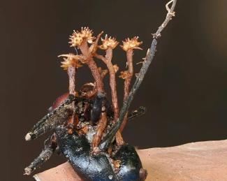 La nouvelle espèce d'hyperparasite (Pleurocordyceps cornusynnemata) se développant sur une fourmi morte qui se nourrit du champignon invasif d'origine, à Lahad Datu, sur l'île de Bornéo, en Malaisie (photo prise le 13 octobre 2024 et publiée le 11 juin 2026)