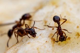 Pour parer au risque sanitaire provoqué par les cadavres infectés de leurs congénères, les insectes dévolues aux fonctions de croque-mort reçoivent la coopération exceptionnelle d'autres fourmis