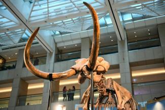 Les restes d’un mammouth laineux vieux de 12.000 ans, présentés à Hong Kong le 15 août 2024