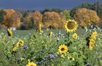 Des tournesols et d'autres fleurs dans une prairie à Oranienburg, près de Berlin, le 22 octobre 2024 en Allemagne