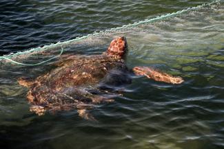 Une tortue nage, après avoir reçu des soins, près d'une barge-hôpital au large des îles Kerkennah, en Tunisie, le 18 décembre 2024