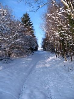 schneebedeckter Waldweg