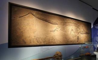 Plesiosaurus im MNHN